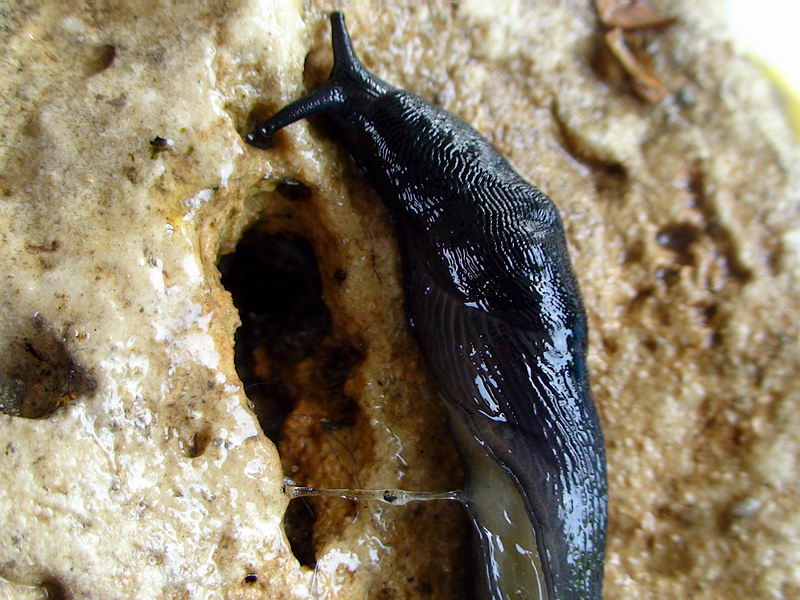 Limax nero delle Apuane (Limax sp 3 della checklist)